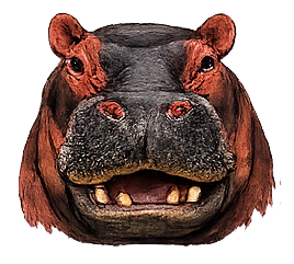 Kiboko - hippo