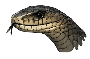 Mamba - black mamba