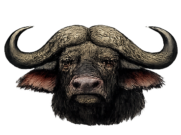 Nyati - buffalo