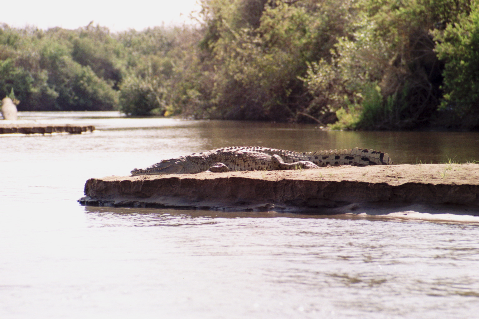 Boat safari on the river Rufiji